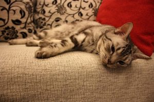 katze pinkelt auf sofa katze pinkelt auf sofa