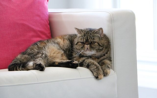 Katze pinkelt auf Sofa